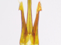 Melanotus castanipes
